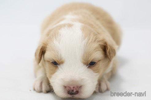 成約済の神奈川県のボーダーコリー-365375の3枚目